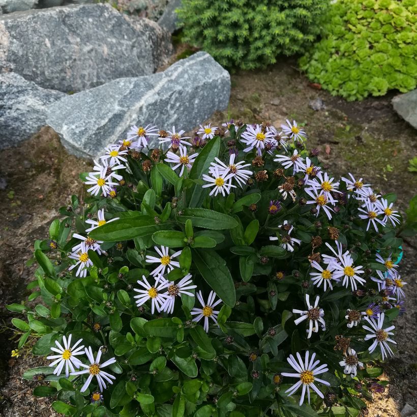 Kalimeris incisa Nana Blue (Plant habit)