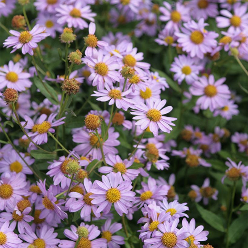 Kalimeris mongolica Antonia (Flowering)