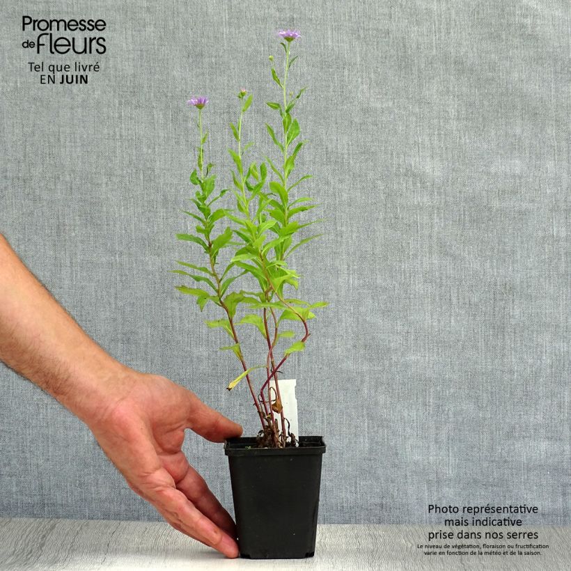 Kalimeris mongolica Antonia 8/9 cm pot sample as delivered in summer