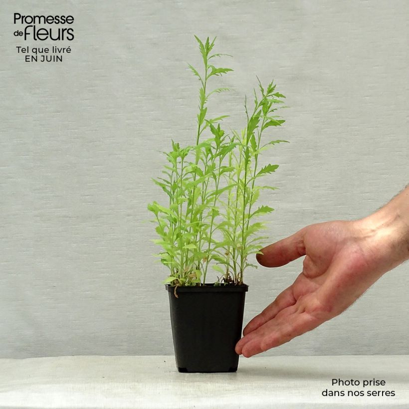 Kalimeris pinnatifida Hortensis 8/9 cm pot sample as delivered in summer