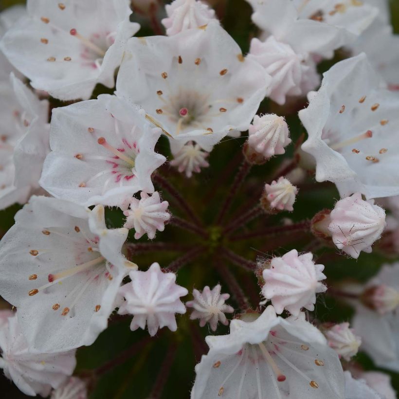 Kalmia latifolia Elf - Mountain Laurel (Flowering)