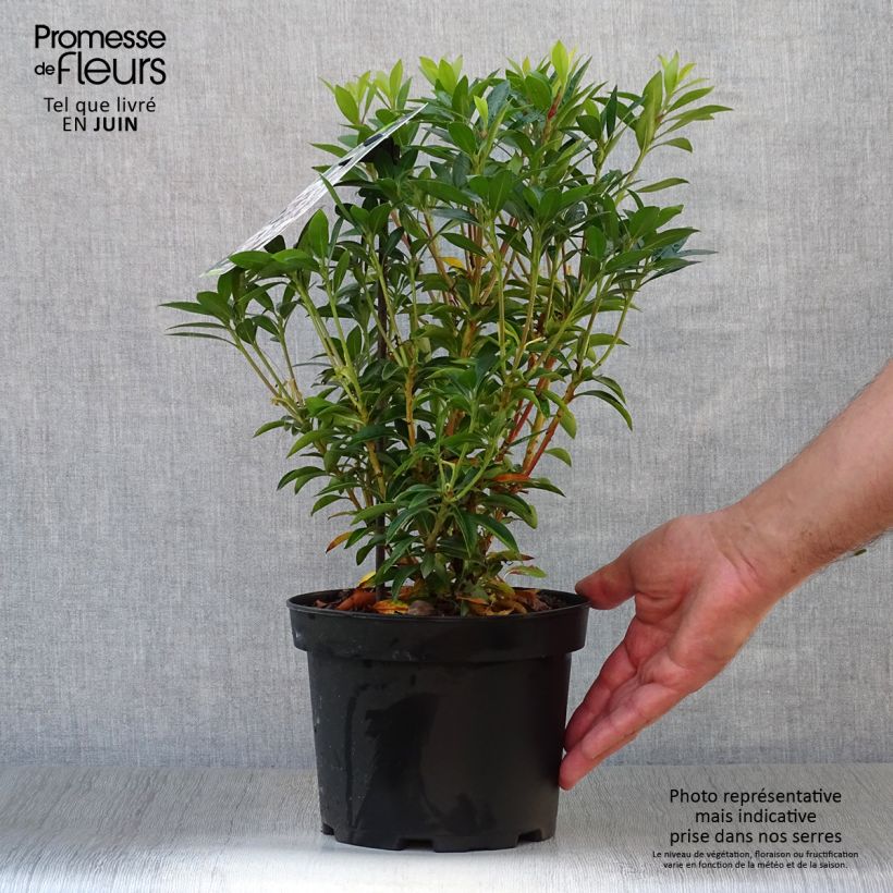 Kalmia latifolia Elf - Mountain Laurel 3L/4L pot sample as delivered in summer