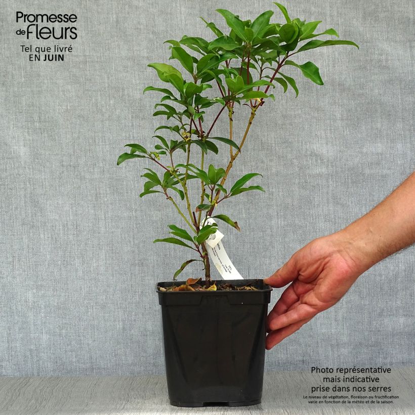 Kalmia latifolia Ewa - Mountain Laurel 3L/4L pot sample as delivered in summer