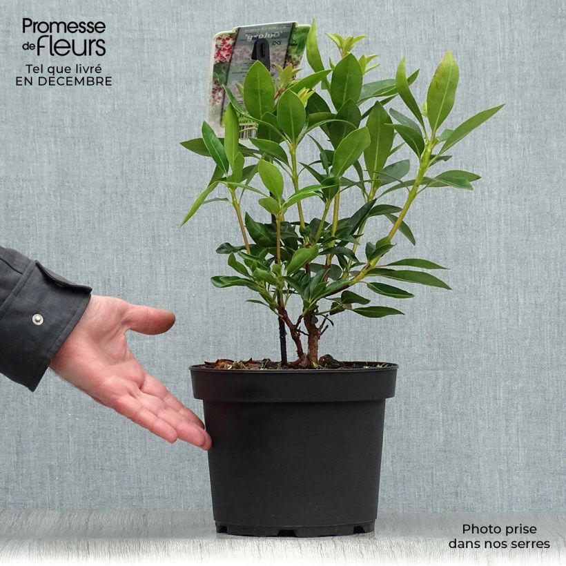 Kalmia latifolia Galaxy - Mountain Laurel 4L/5L pot sample as delivered in winter