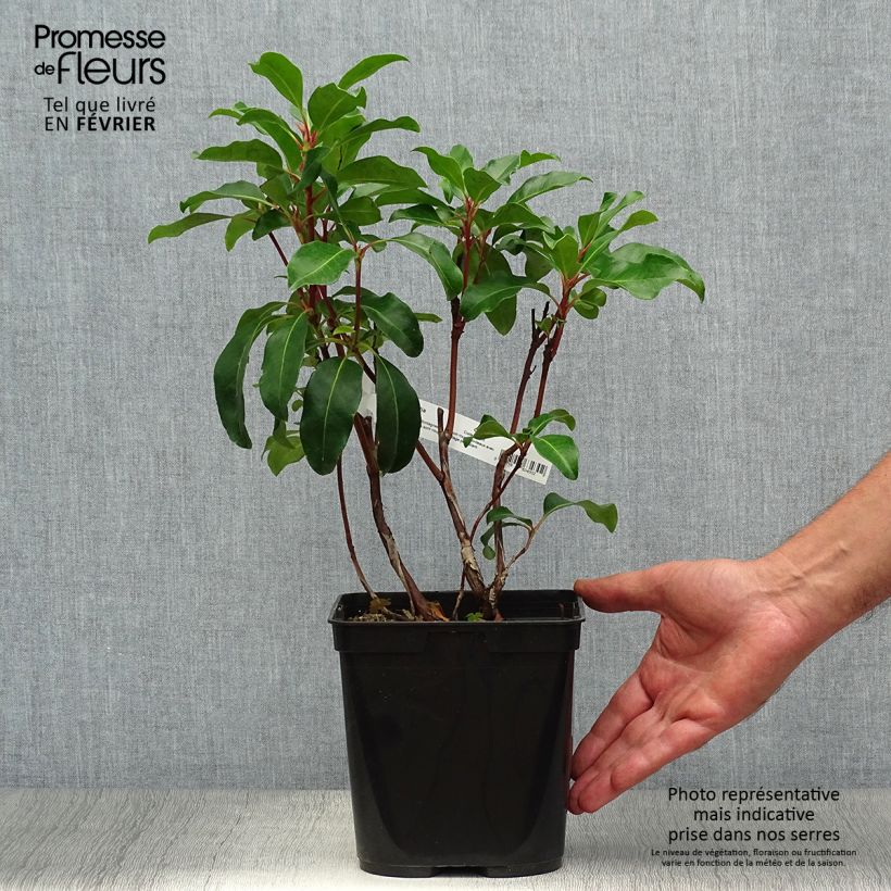 Kalmia latifolia Keepsake - Mountain Laurel 2L/3L pot sample as delivered in autumn