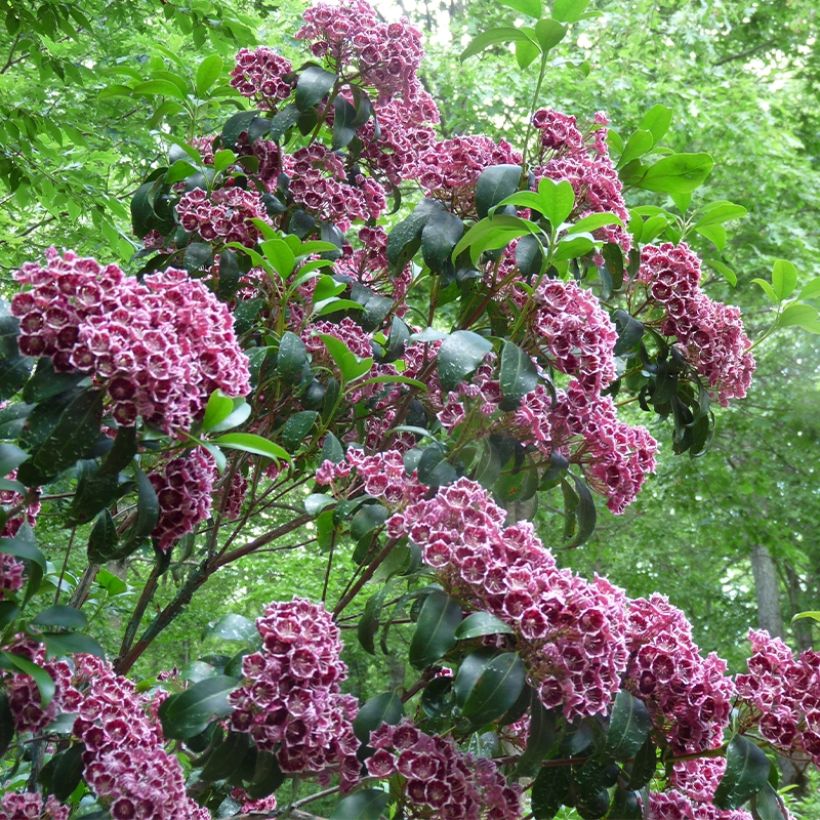 Kalmia latifolia Keepsake - Mountain Laurel (Plant habit)