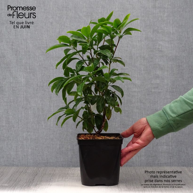 Kalmia latifolia Latchmin - Mountain Laurel 4L/5L pot sample as delivered in summer