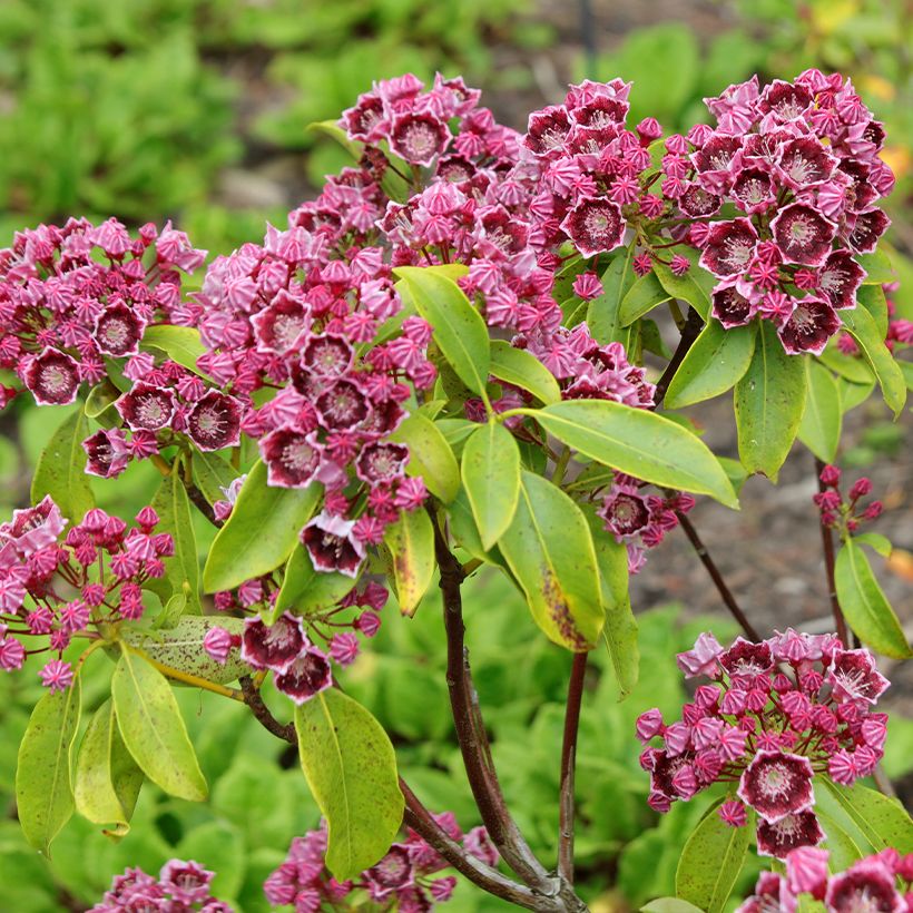 Kalmia latifolia Latchmin - Mountain Laurel (Flowering)