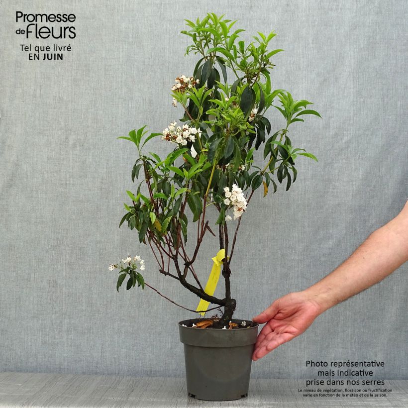 Kalmia latifolia - Mountain Laurel 2L/3L pot sample as delivered in summer