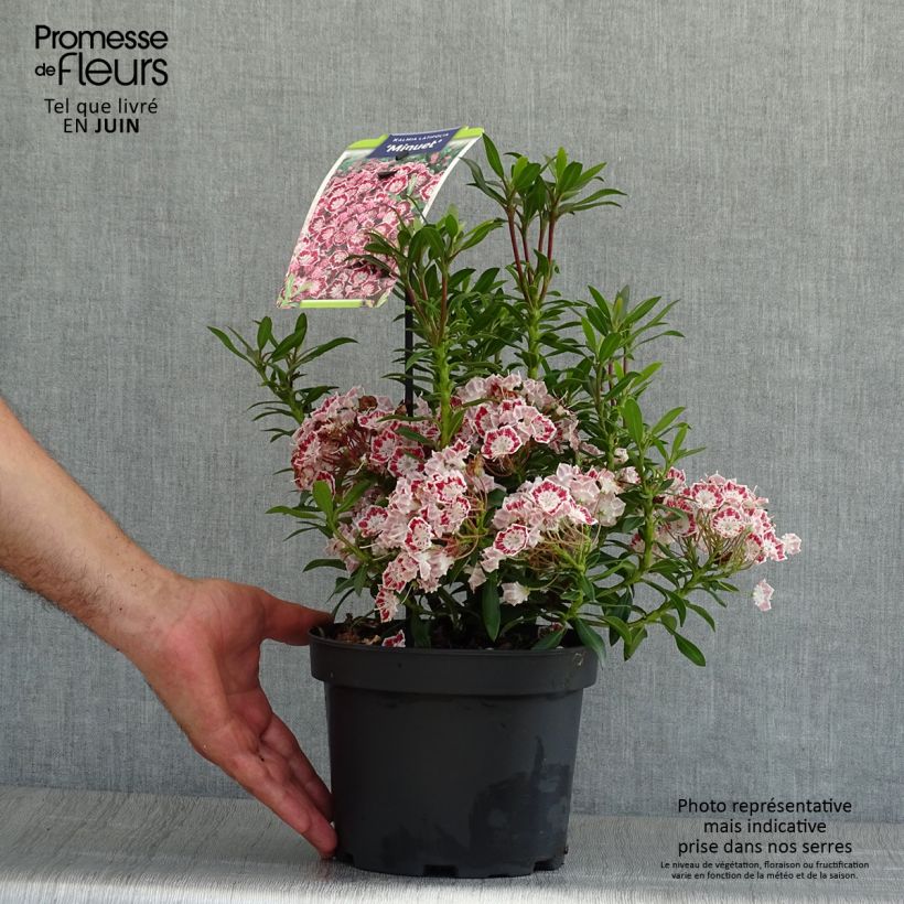 Kalmia latifolia Minuet - Mountain Laurel 2L/3L pot sample as delivered in summer