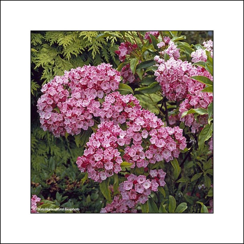 Kalmia latifolia Otsbo Red - Mountain Laurel (Flowering)