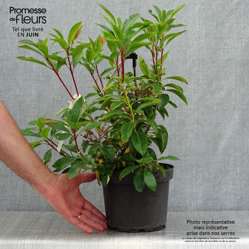 Kalmia latifolia Peppermint - Mountain Laurel 3L/4L pot sample as delivered in summer