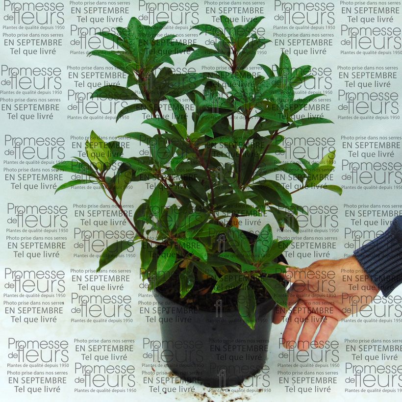 Example of Kalmia latifolia Pink Charm - Mountain Laurel 4L/5L pot specimen as delivered