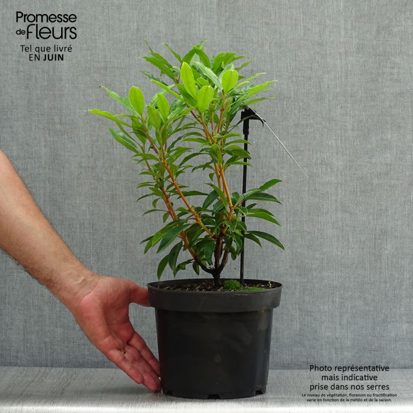 Kalmia latifolia Pinwheel - Mountain Laurel 3L/4L pot sample as delivered in summer