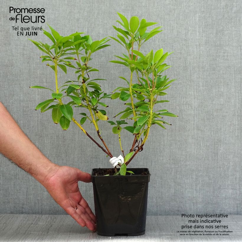 Kalmia latifolia Tad - Mountain Laurel 3L/4L pot sample as delivered in summer