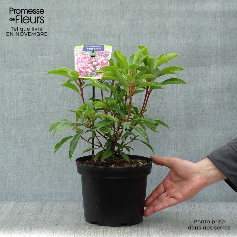 Kalmia latifolia You Can - Mountain Laurel 2L/3L pot sample as delivered in autumn