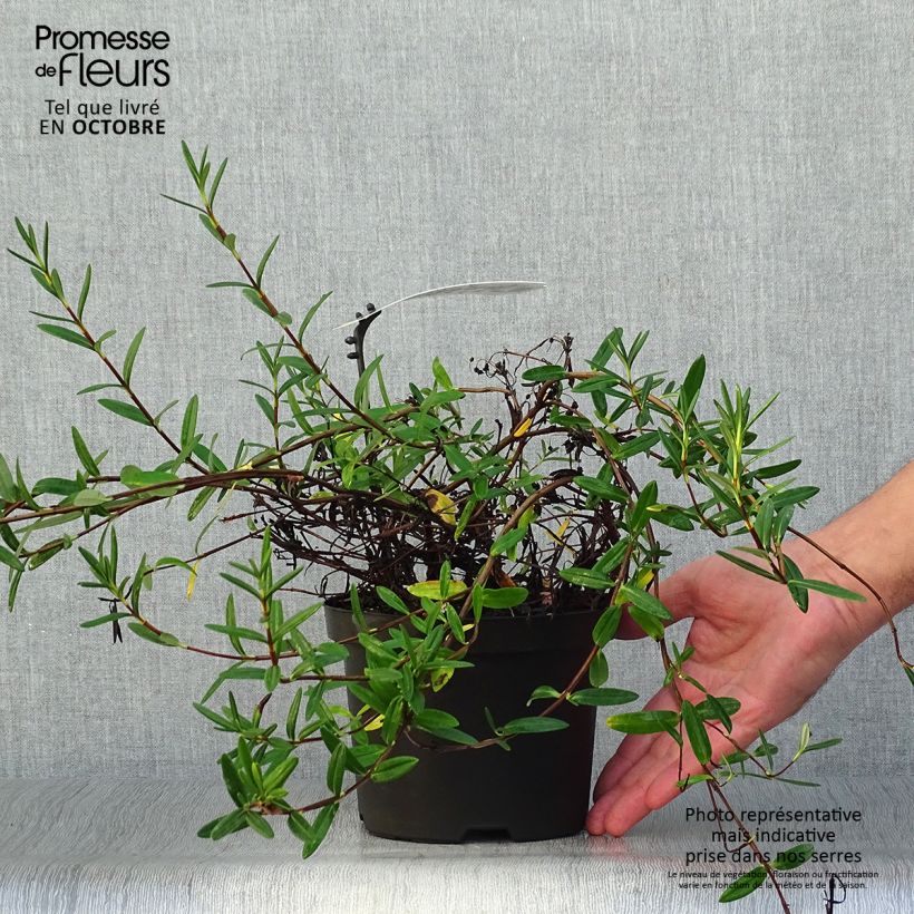 Kalmia polifolia 2L/3L pot sample as delivered in autumn