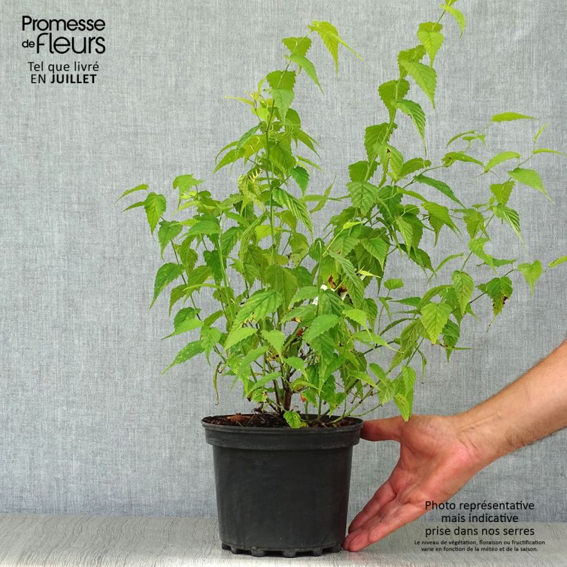Kerria japonica Golden Guinea - Japanese Rose 2L/3L pot sample as delivered in summer