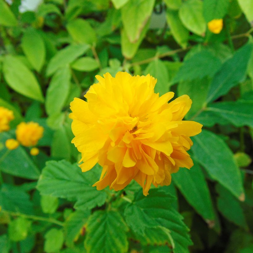 Kerria japonica Pleniflora - Japanese Rose (Flowering)