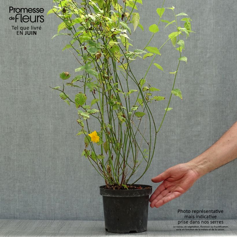 Kerria japonica Pleniflora - Japanese Rose 2L/3L pot sample as delivered in summer
