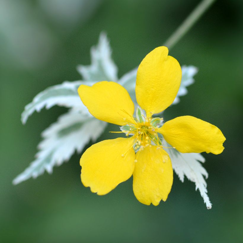 Kerria japonica Picta - Japanese Rose (Flowering)