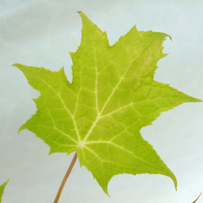 Kirengeshoma palmata (Foliage)