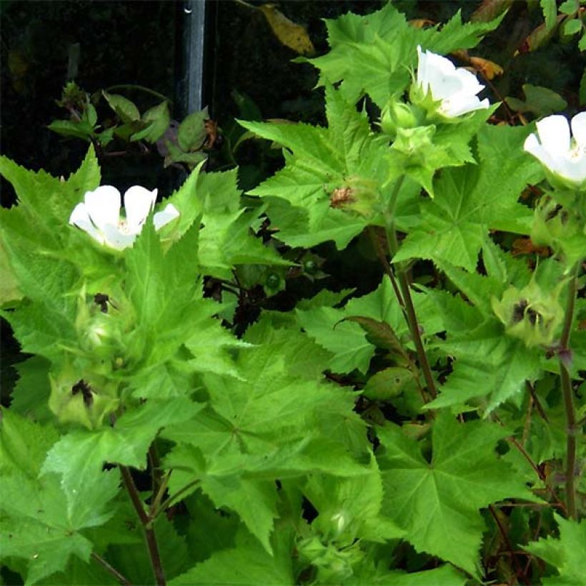 Kitaibelia vitifolia (Foliage)