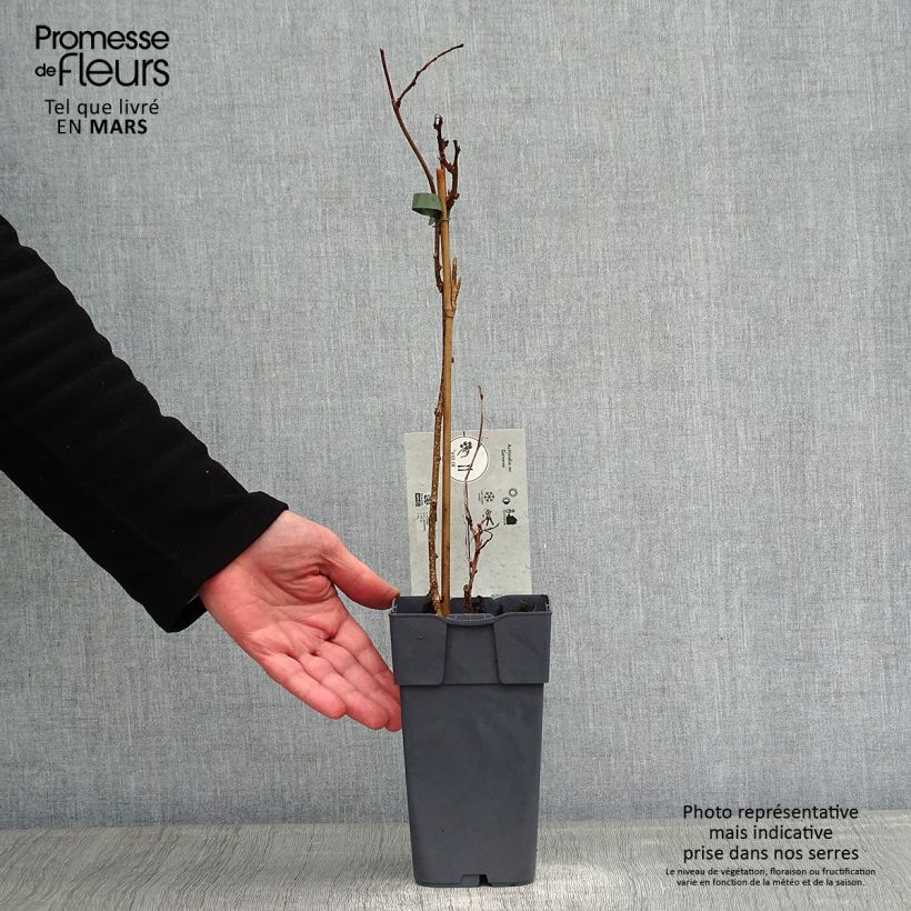 Hardy Kiwi Scarlet Ambrosia (female) - Actinidia arguta 1.5L/2L pot sample as delivered in winter