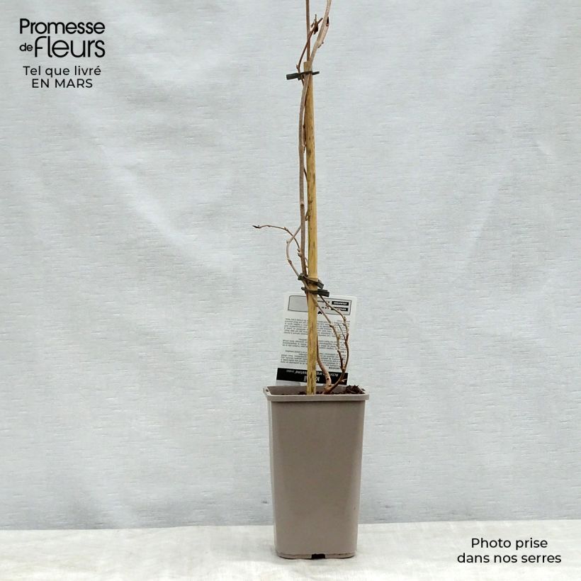 Hardy Kiwi Nostino (male) - Actinidia arguta 1L/1.5L pot sample as delivered in spring