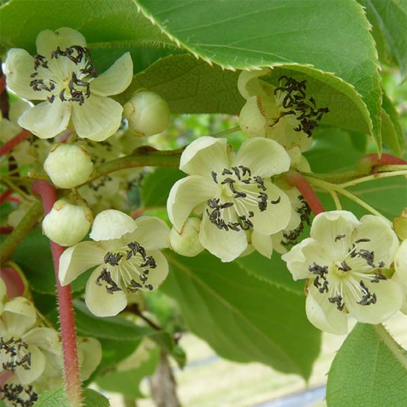 Hardy Kiwi Nostino (male) - Actinidia arguta (Harvest)