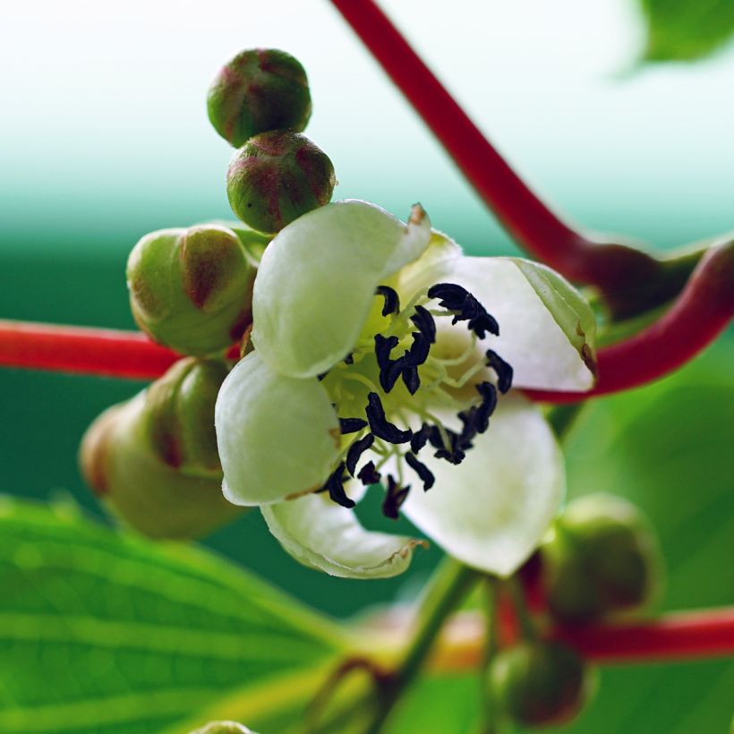Hardy Kiwi Jumbo (male) - Actinidia arguta (Flowering)