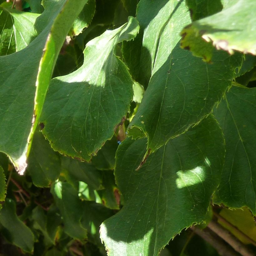 Hardy Red Jumbo (female) - Actinidia arguta (Foliage)