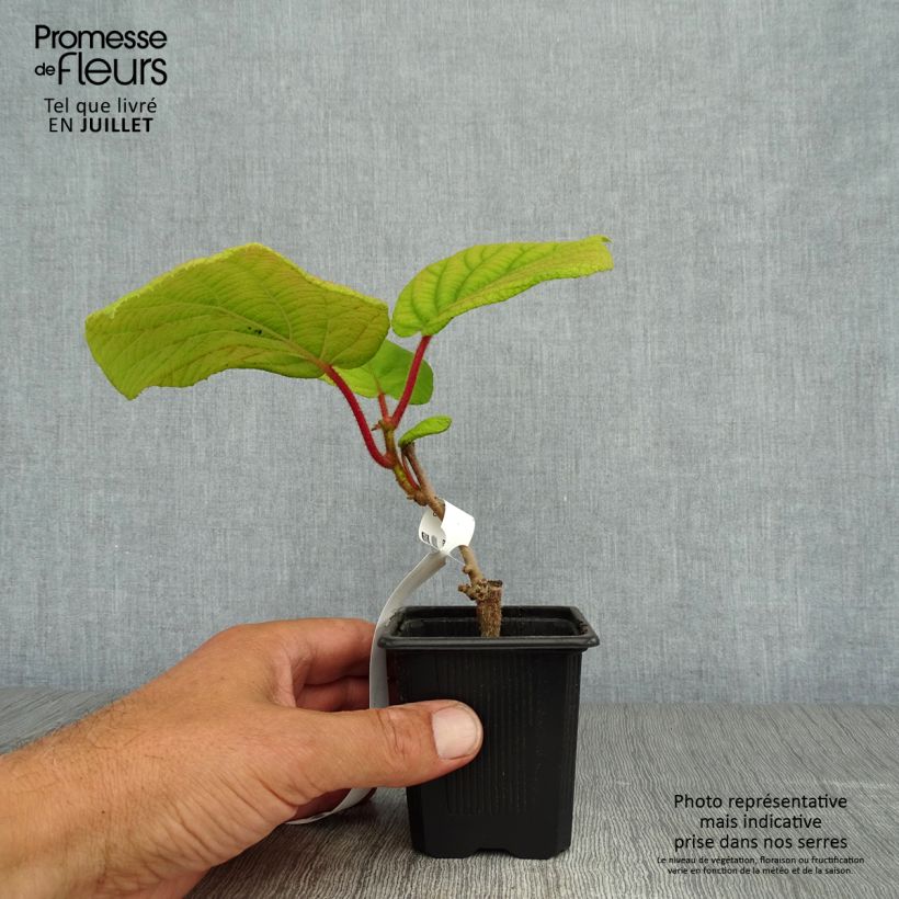 Kiwi Plant Kiwidoo (female) - Actinidia deliciosa 8/9 cm pot sample as delivered in summer