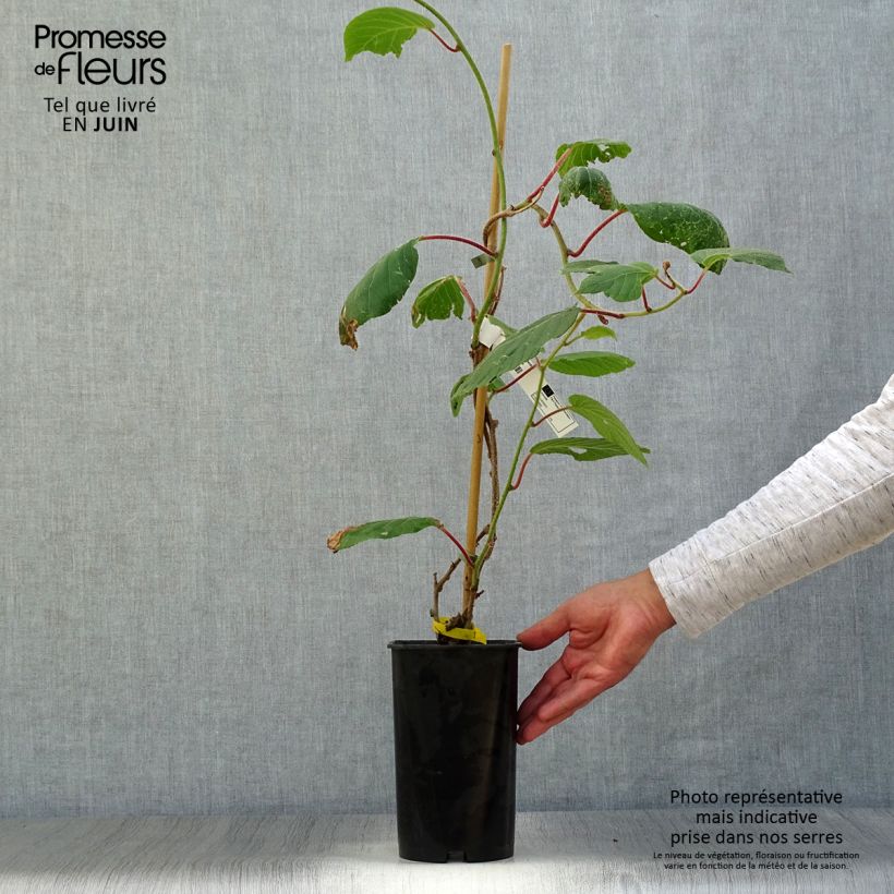 Kiwi Plant Kiwidoo (female) - Actinidia deliciosa 2L/3L pot sample as delivered in summer