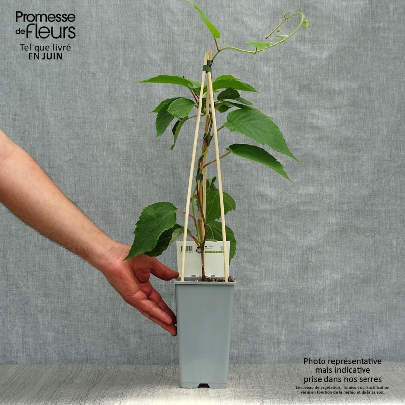 Kiwi Plant Atlas (male) - Actinidia deliciosa 1.5L/2L pot sample as delivered in summer