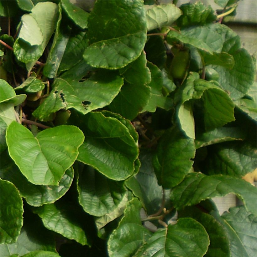 Kiwi Plant Golden Delight (female) - Actinidia chinensis (Foliage)