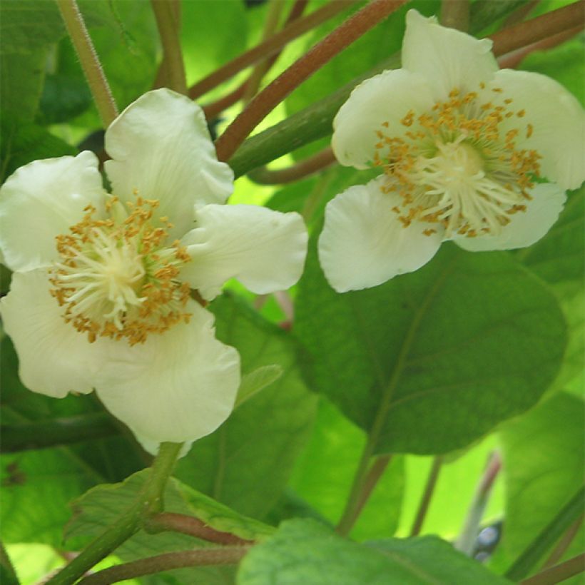 Kiwi Plant Golden Delight (female) - Actinidia chinensis (Flowering)