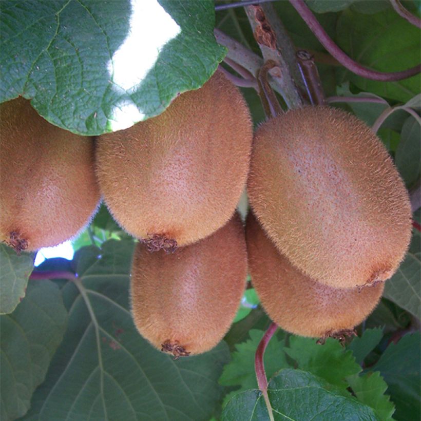 Kiwi Plant Golden Delight (female) - Actinidia chinensis (Harvest)