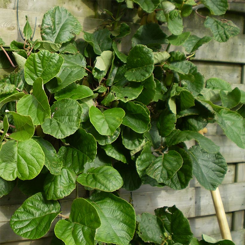 Kiwi Plant Golden Delight (female) - Actinidia chinensis (Plant habit)