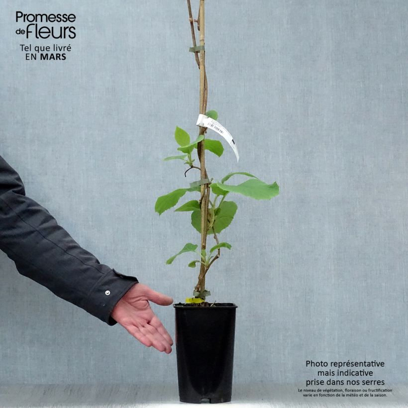 Kiwi Plant Golden Delight (female) - Actinidia chinensis 2L/3L pot sample as delivered in spring