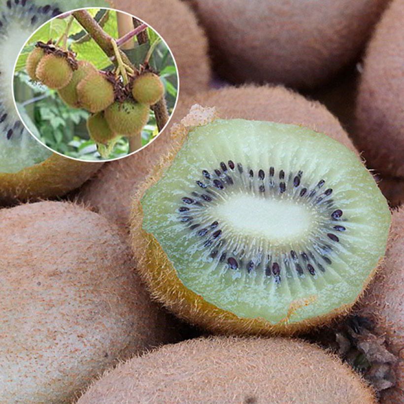 Kiwi Plant Hayward (female) - Actinidia deliciosa (Harvest)