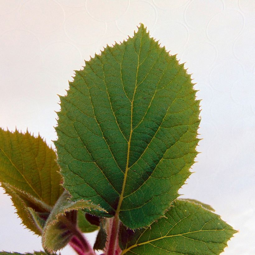 Kiwi Plant Hayward (female) - Actinidia deliciosa (Foliage)