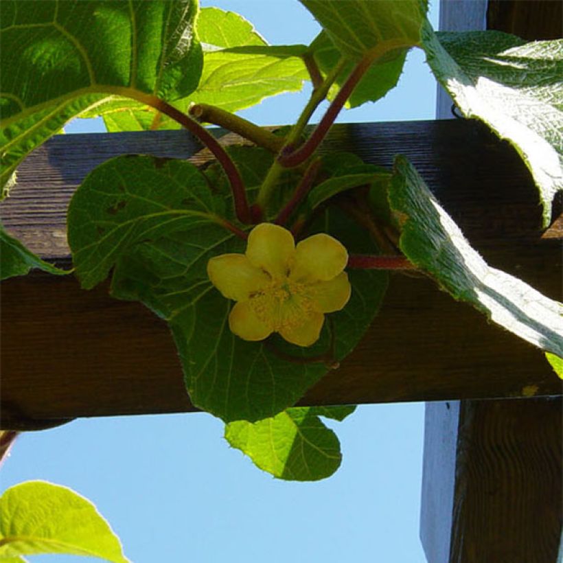 Kiwi Plant Jenny (self-fertile) - Actinidia deliciosa (Flowering)