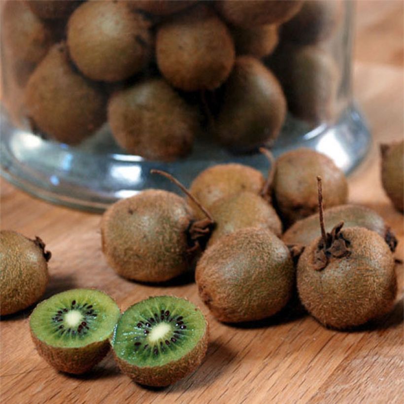 Kiwi Plant Jenny (self-fertile) - Actinidia deliciosa (Harvest)