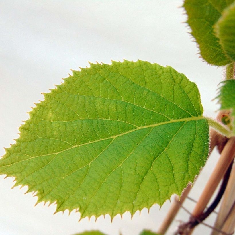 Organic Kiwi Plant Jenny (self-fertile) - Actinidia deliciosa (Foliage)