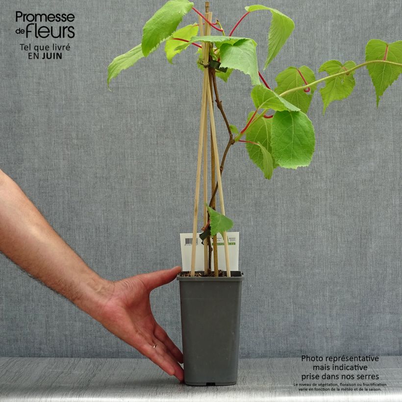 Kiwi Plant Jenny (self-fertile) - Actinidia deliciosa 1.5L/2L pot sample as delivered in summer
