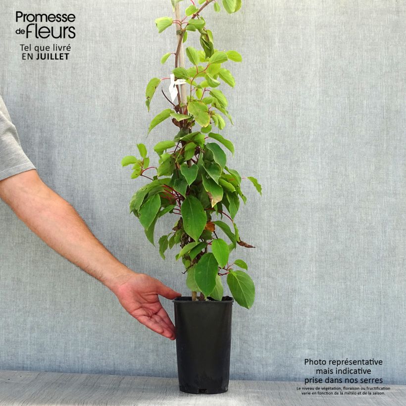 Hardy Kiwi Bingo (female) - Actinidia arguta 2L/3L pot sample as delivered in summer