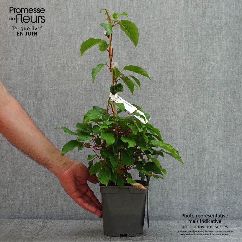 Hardy Kiwi Jumbo (male) - Actinidia arguta 1.5L/2L pot sample as delivered in summer
