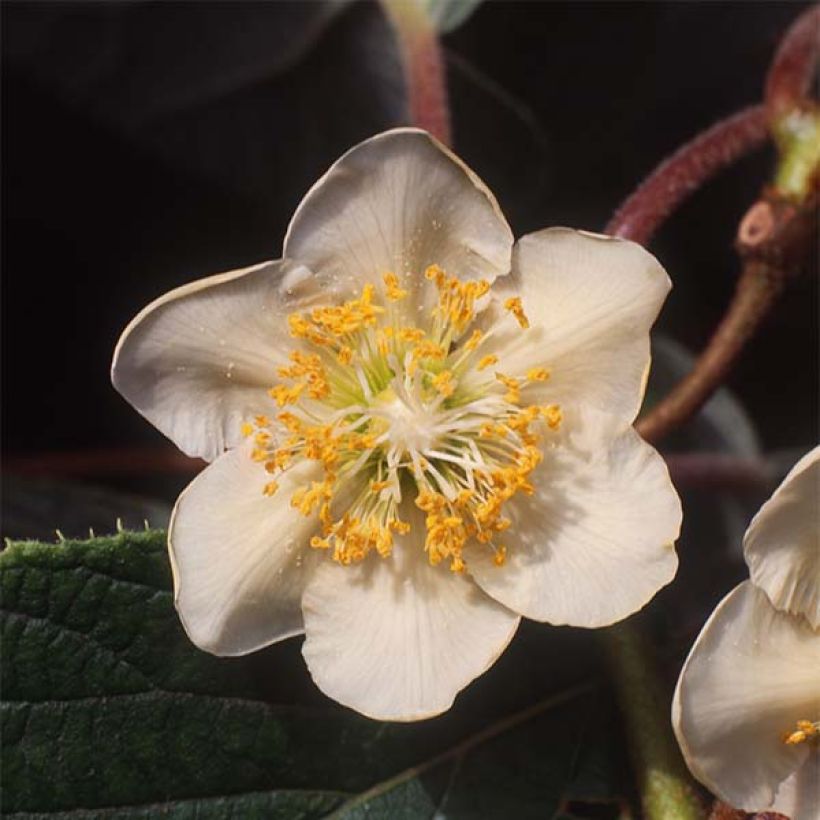 Yellow Kiwi Plant Minkimale (male) - Actinidia chinensis (Flowering)