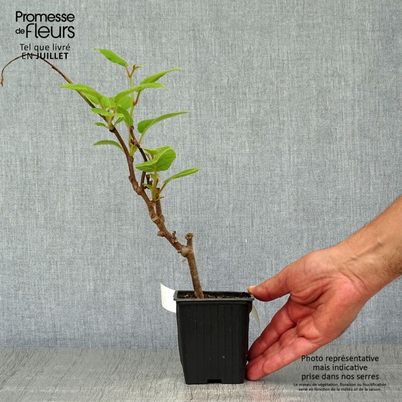 Kiwi Plant Solissimo (self-fertile) - Actinidia chinensis 8/9 cm pot sample as delivered in summer